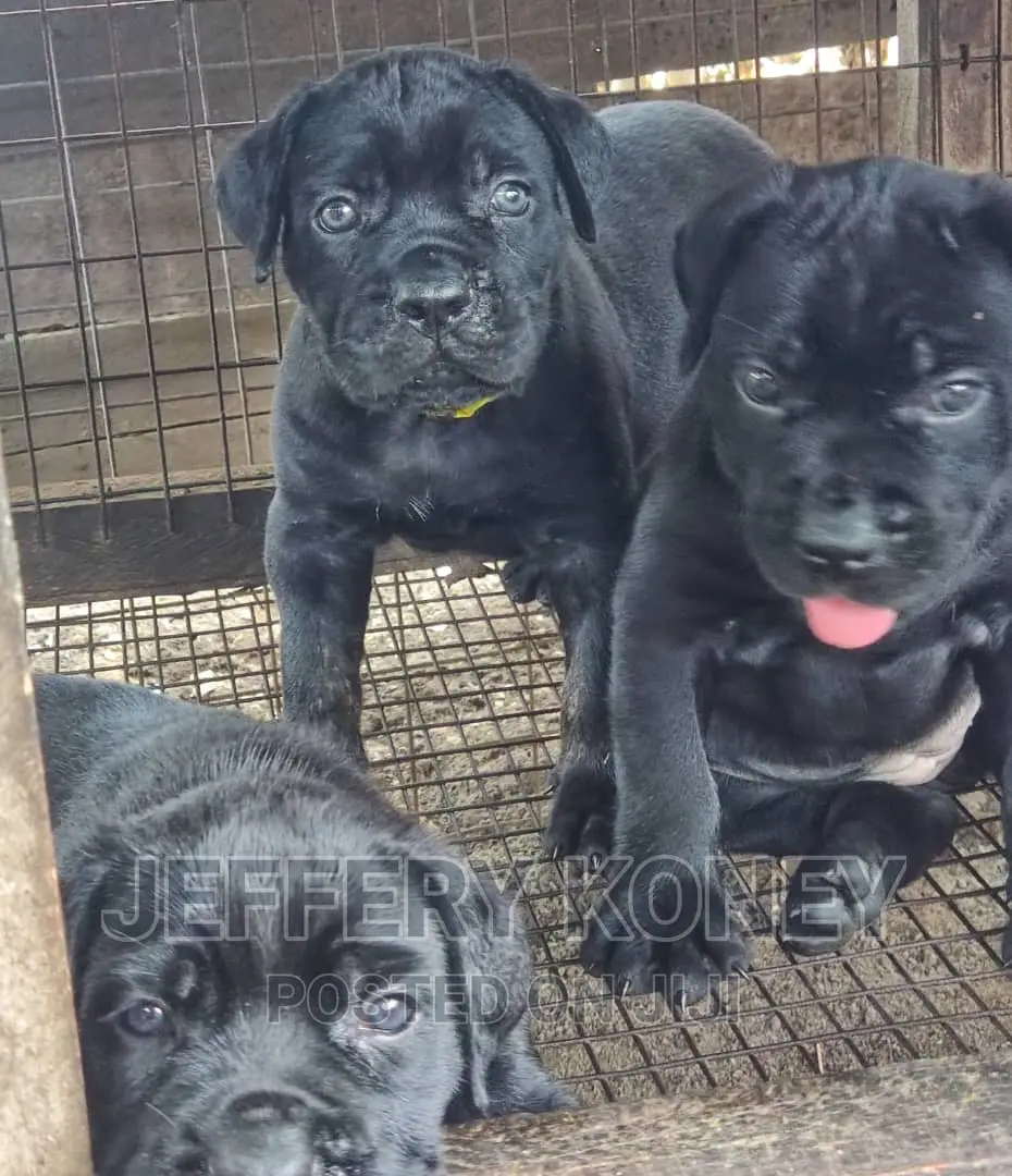 1-3 months Female Purebred Cane Corso