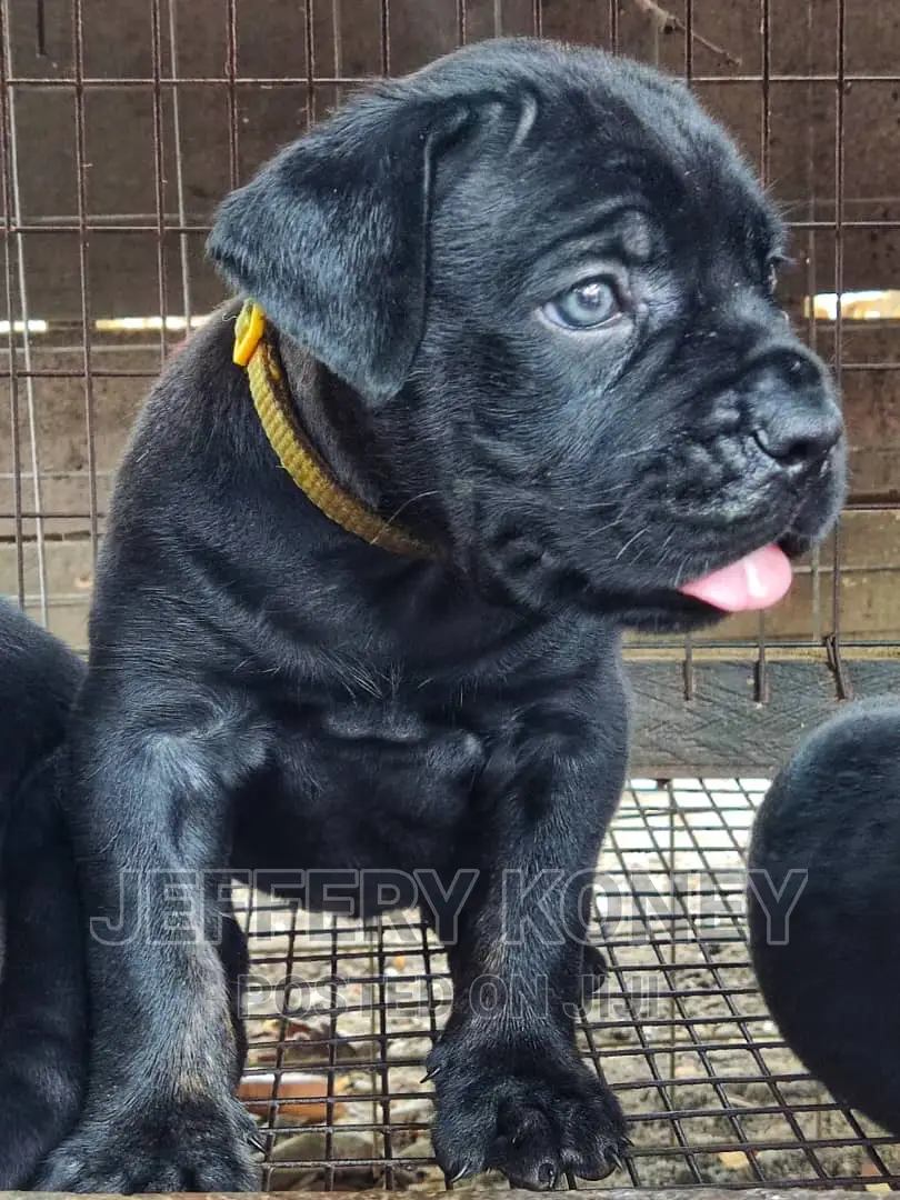 1-3 months Female Purebred Cane Corso