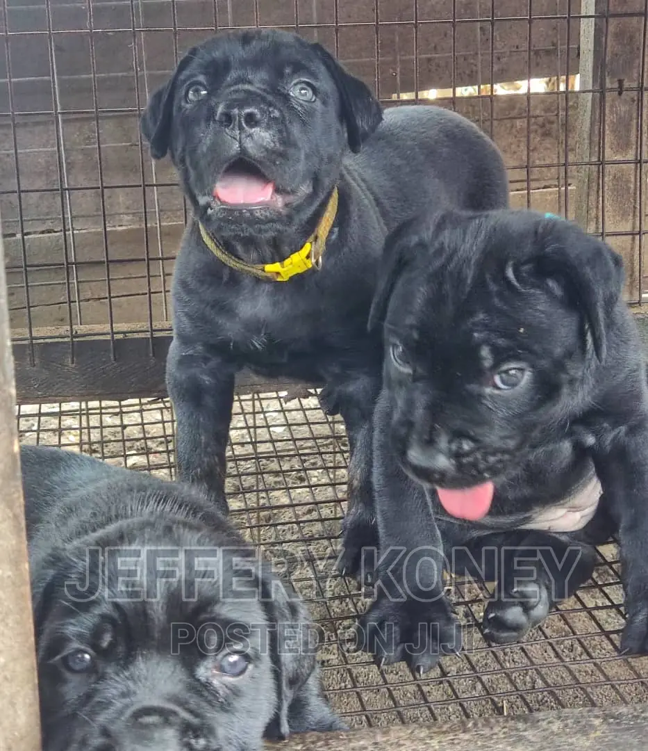 1-3 months Female Purebred Cane Corso