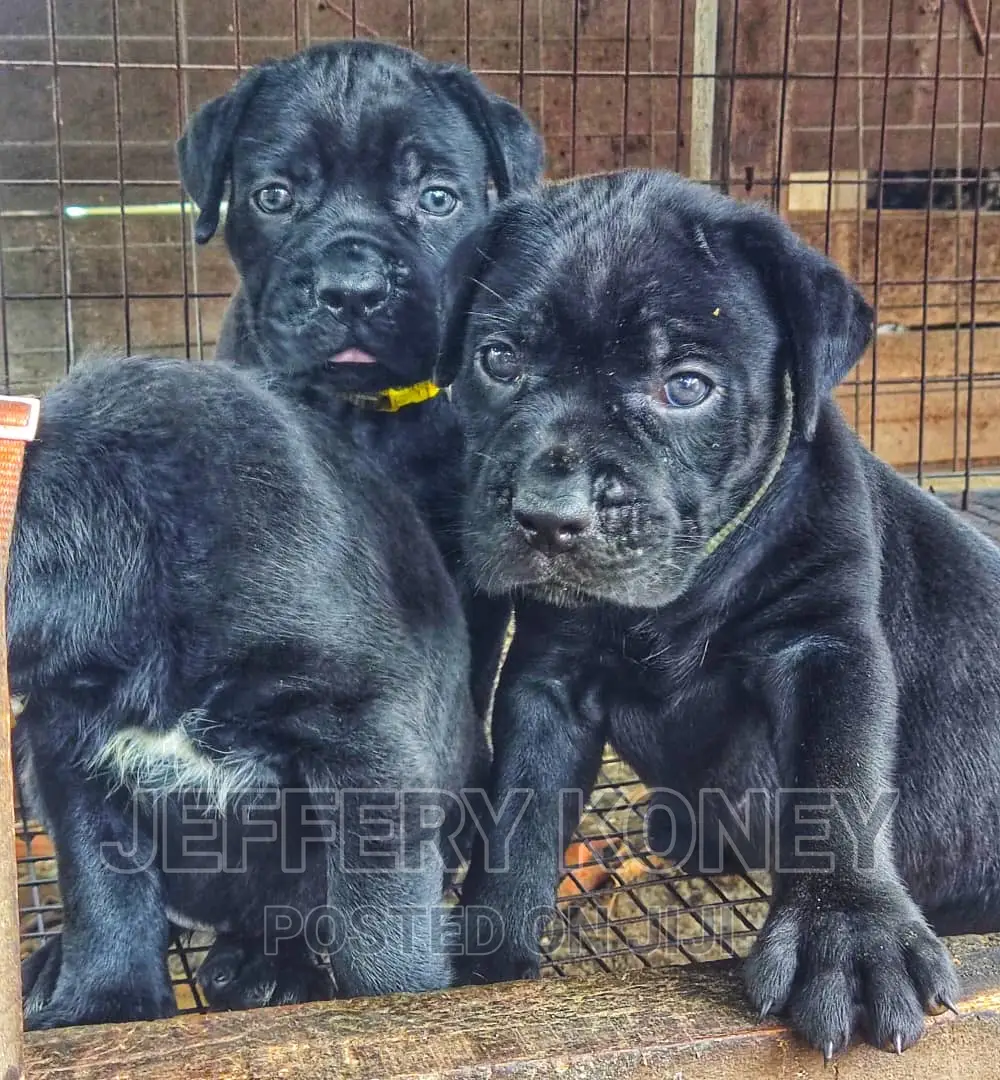 1-3 months Female Purebred Cane Corso