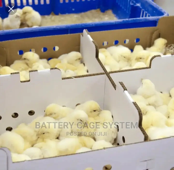Day Old Chicks