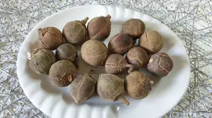 Goron Tula (Snot Apple)