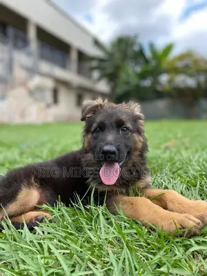 1-3 months Male Purebred German Shepherd