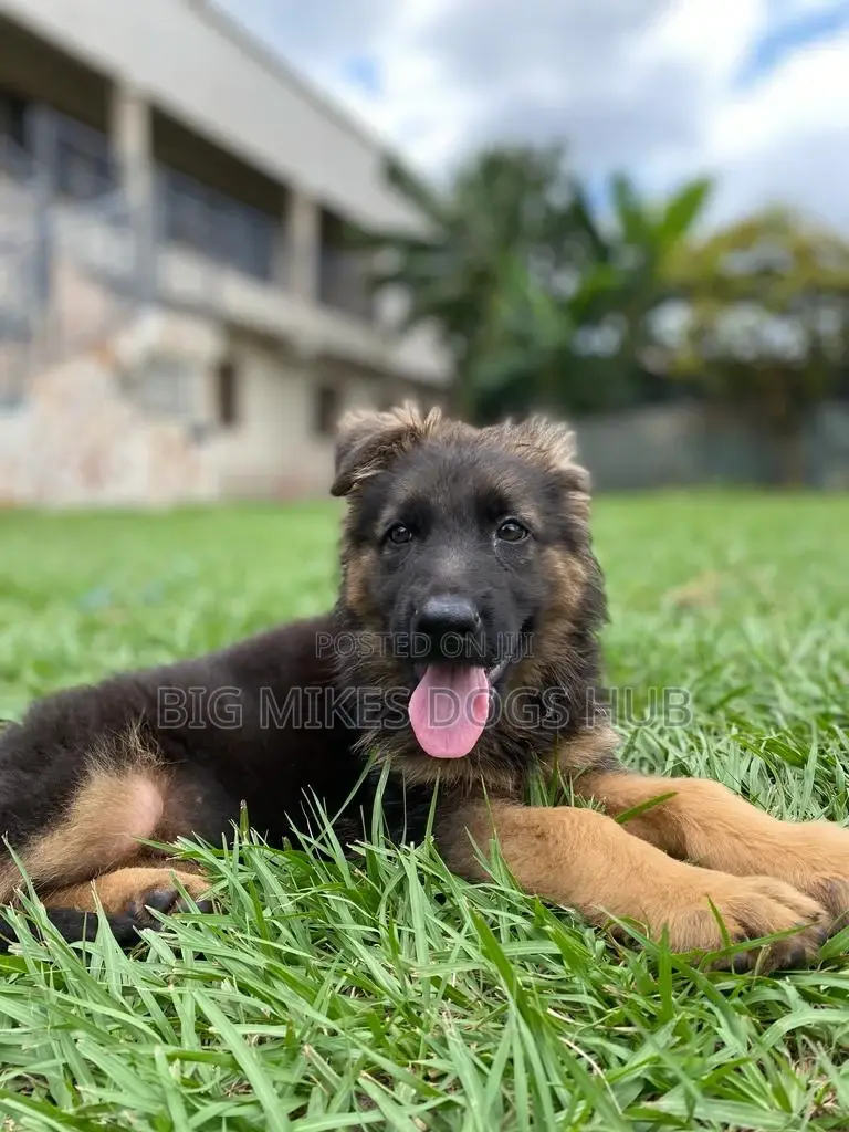 1-3 months Male Purebred German Shepherd