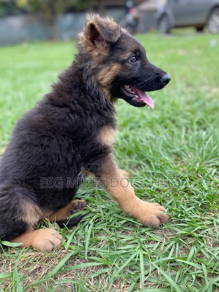 1-3 months Male Purebred German Shepherd