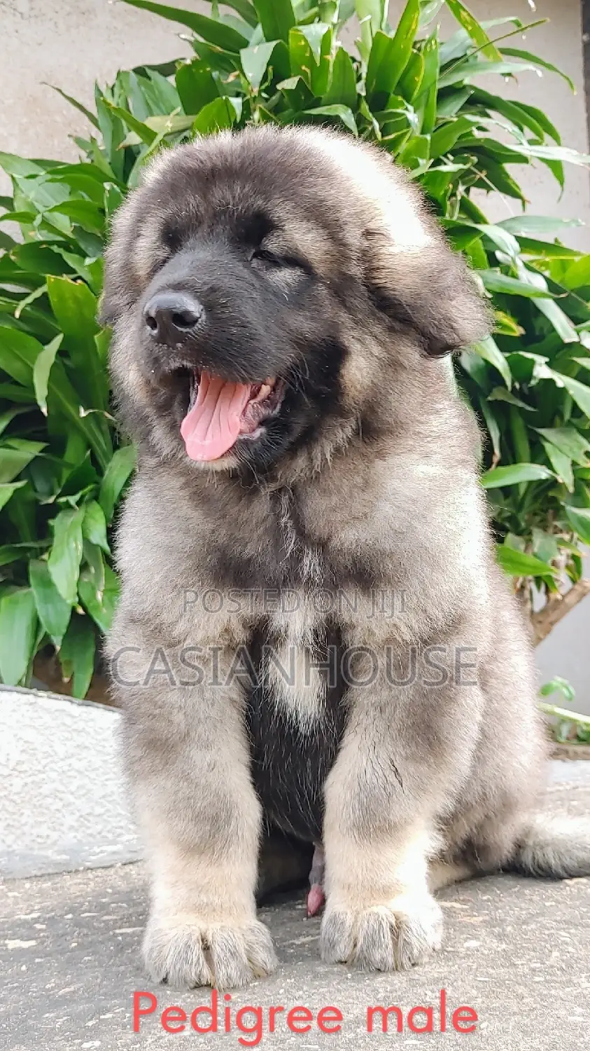 0-1 month Male Purebred Caucasian Shepherd