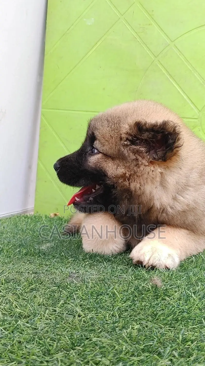 0-1 month Male Purebred Caucasian Shepherd