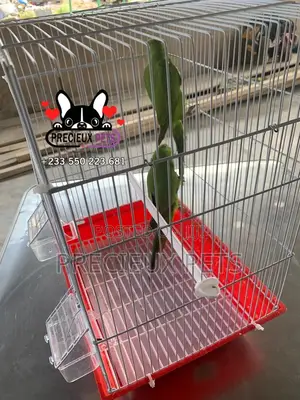 Tamed Ringneck/Longtail Parrot