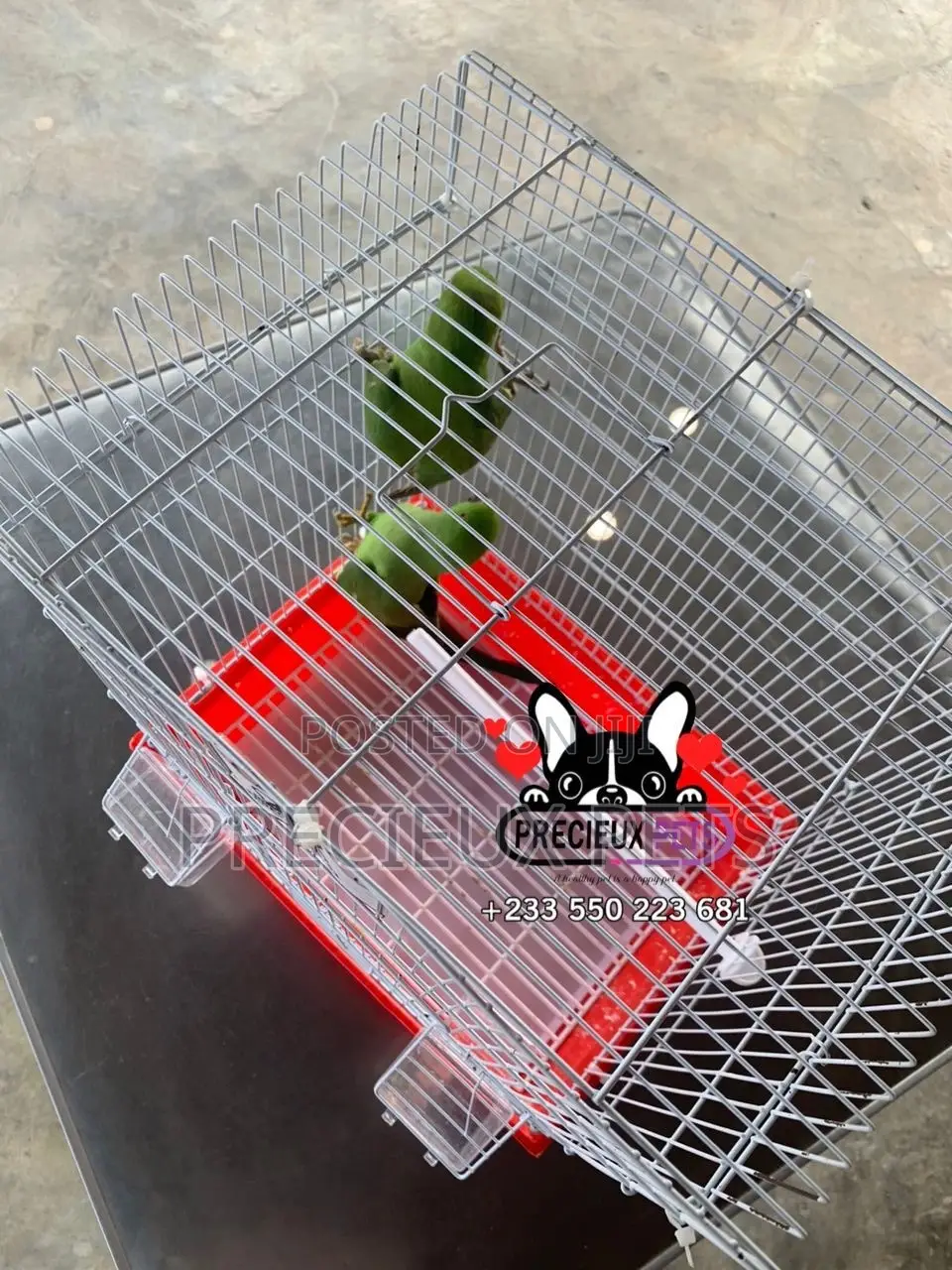 Tamed Ringneck/Longtail Parrot