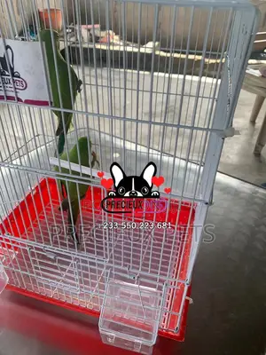 Tamed Ringneck/Longtail Parrot