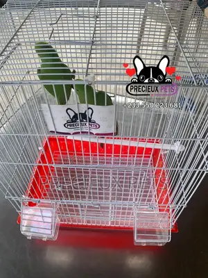 Tamed Ringneck/Longtail Parrot