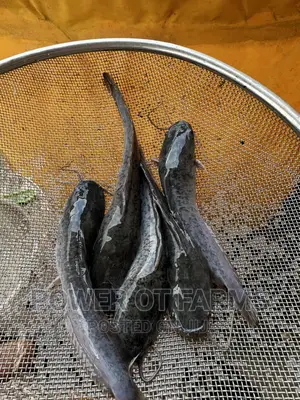 Fingerlings