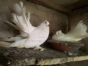 White Jumbo Size Indian Fantail Pigeons