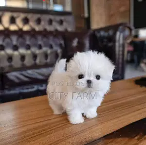 1-3 months Female Purebred Poodle