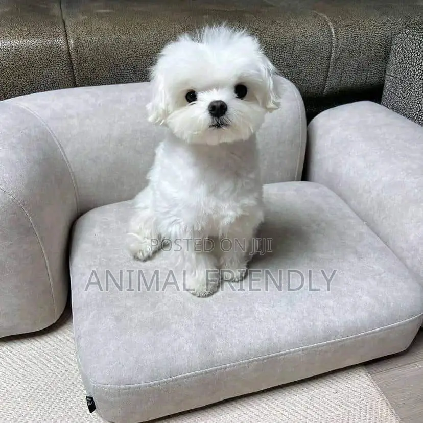 1-3 months Female Purebred Poodle