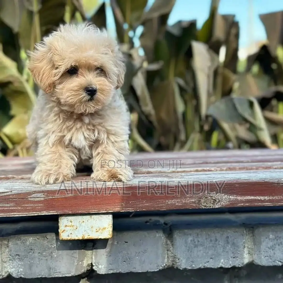 1-3 months Female Purebred Poodle
