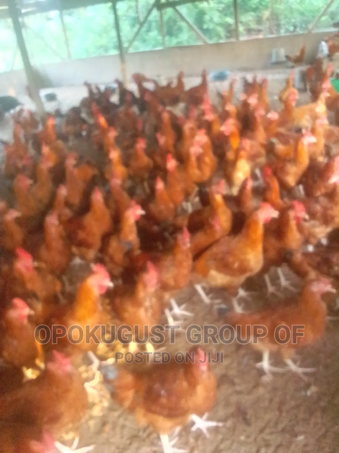 Brown Broilers for Sale