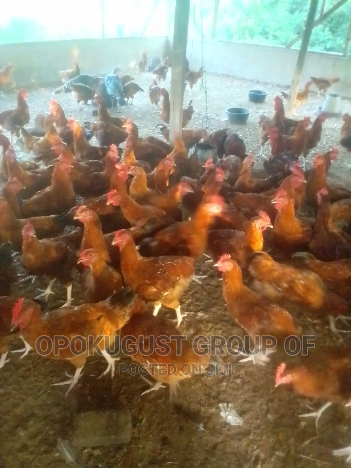 Brown Broilers for Sale