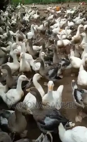 Geese (Embden,Chanise,Toulouse) for Sale