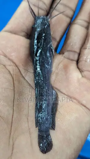 Fast Growing Catfish Juveniles Available For 50 Pesewas
