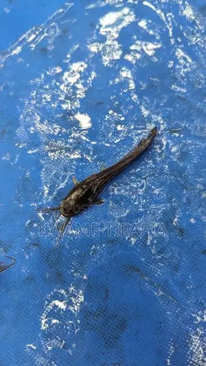 Fast Growing Catfish Juveniles Available For 50 Pesewas