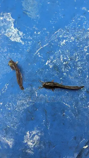 Healthy Catfish Fingerlings Available For 50 Pesewas