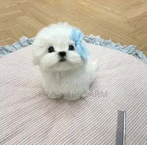 1-3 months Male Purebred Maltese
