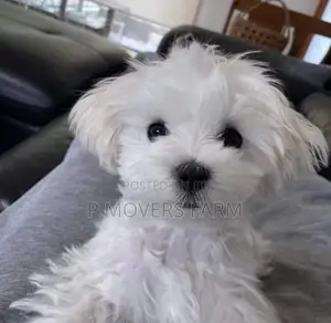1-3 months Male Purebred Poodle