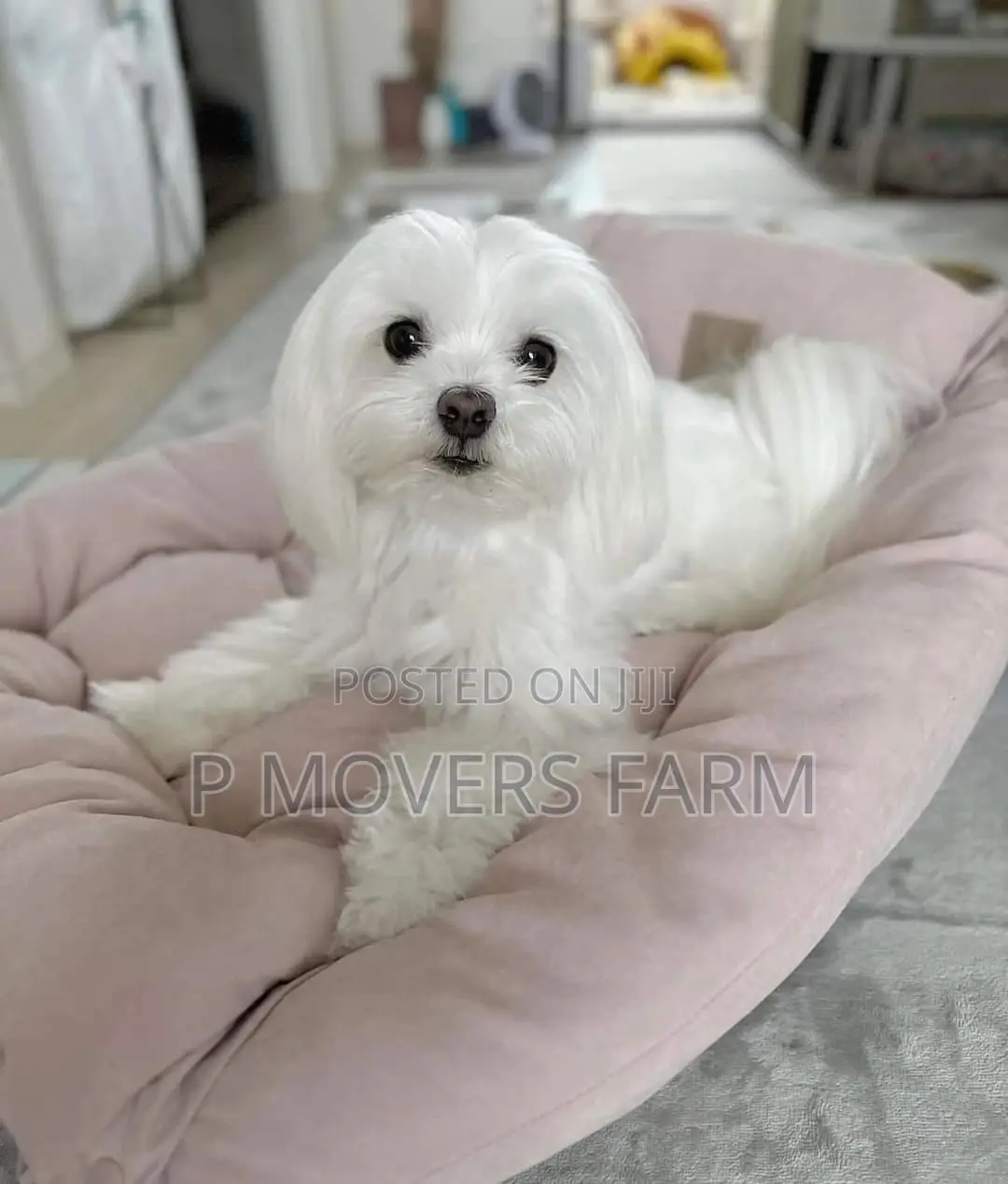 1-3 months Male Purebred Poodle