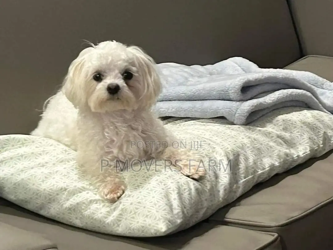 1-3 months Female Purebred Maltese