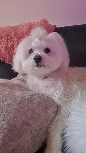 1-3 months Male Purebred Maltese