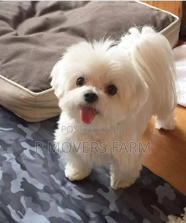 1-3 months Female Purebred Lhasa Apso