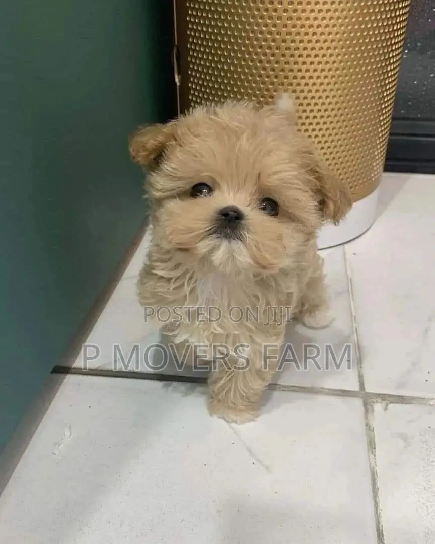 1-3 months Male Purebred Poodle