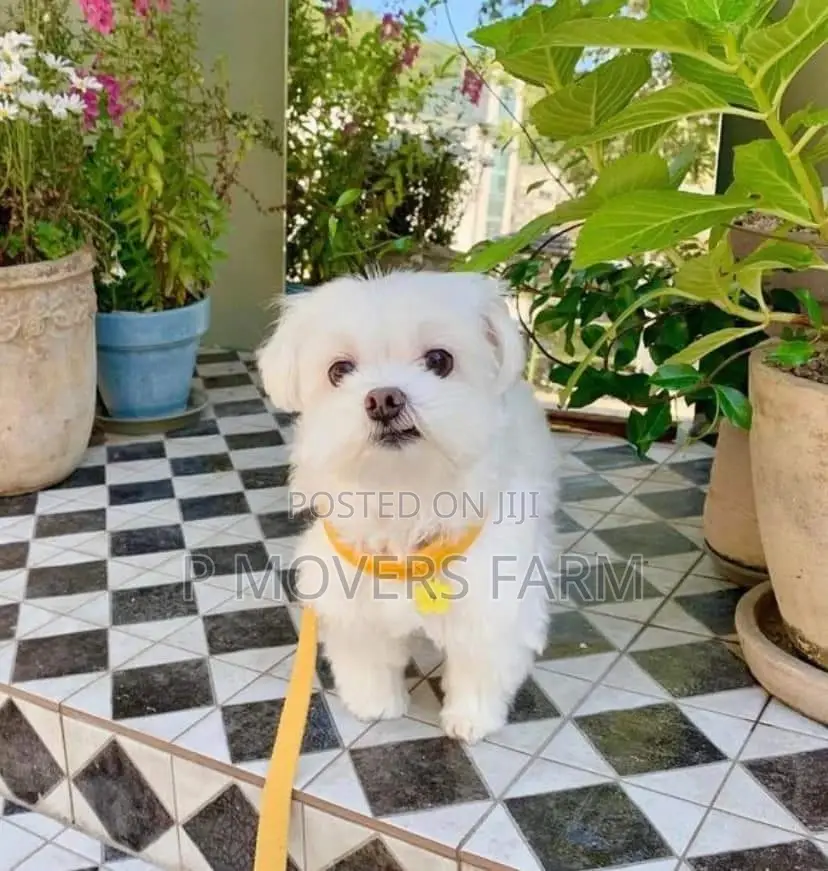 1-3 months Male Purebred Poodle