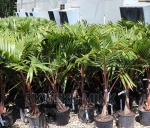 Bottle Palms