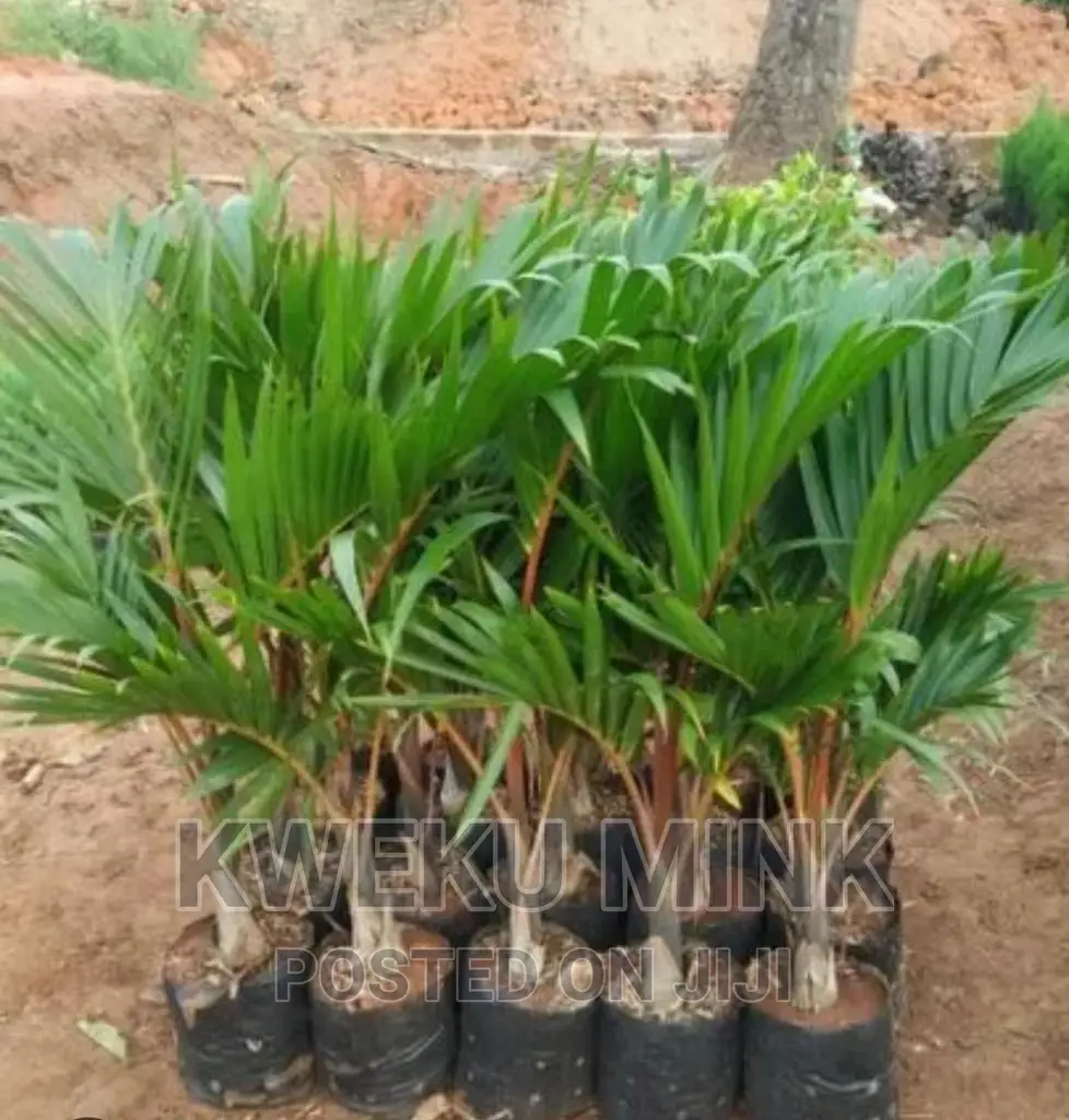 Bottle Palms