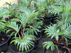 Bottle Palms