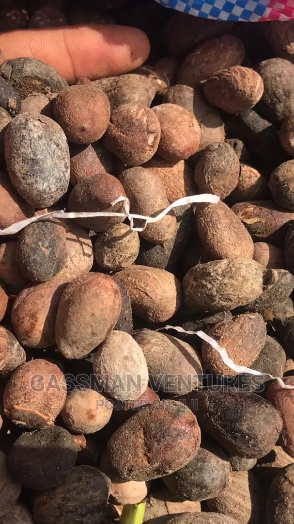 Raw Shea Nuts Available