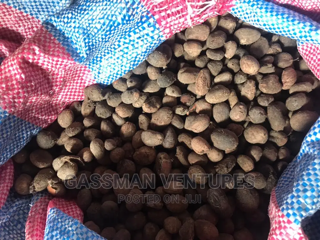 Raw Shea Nuts Available
