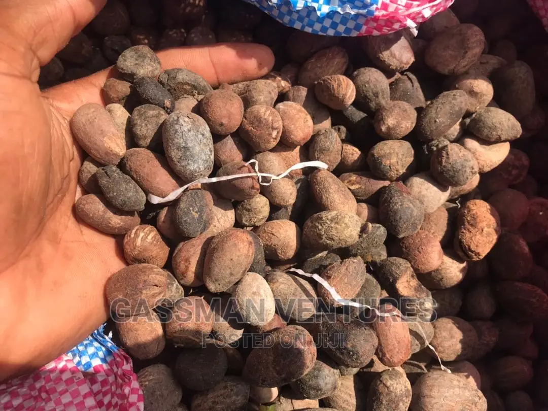 Raw Shea Nuts Available