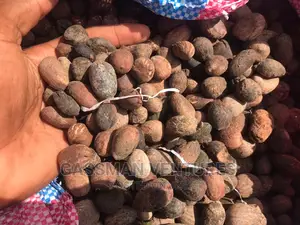 Raw Shea Nuts Available