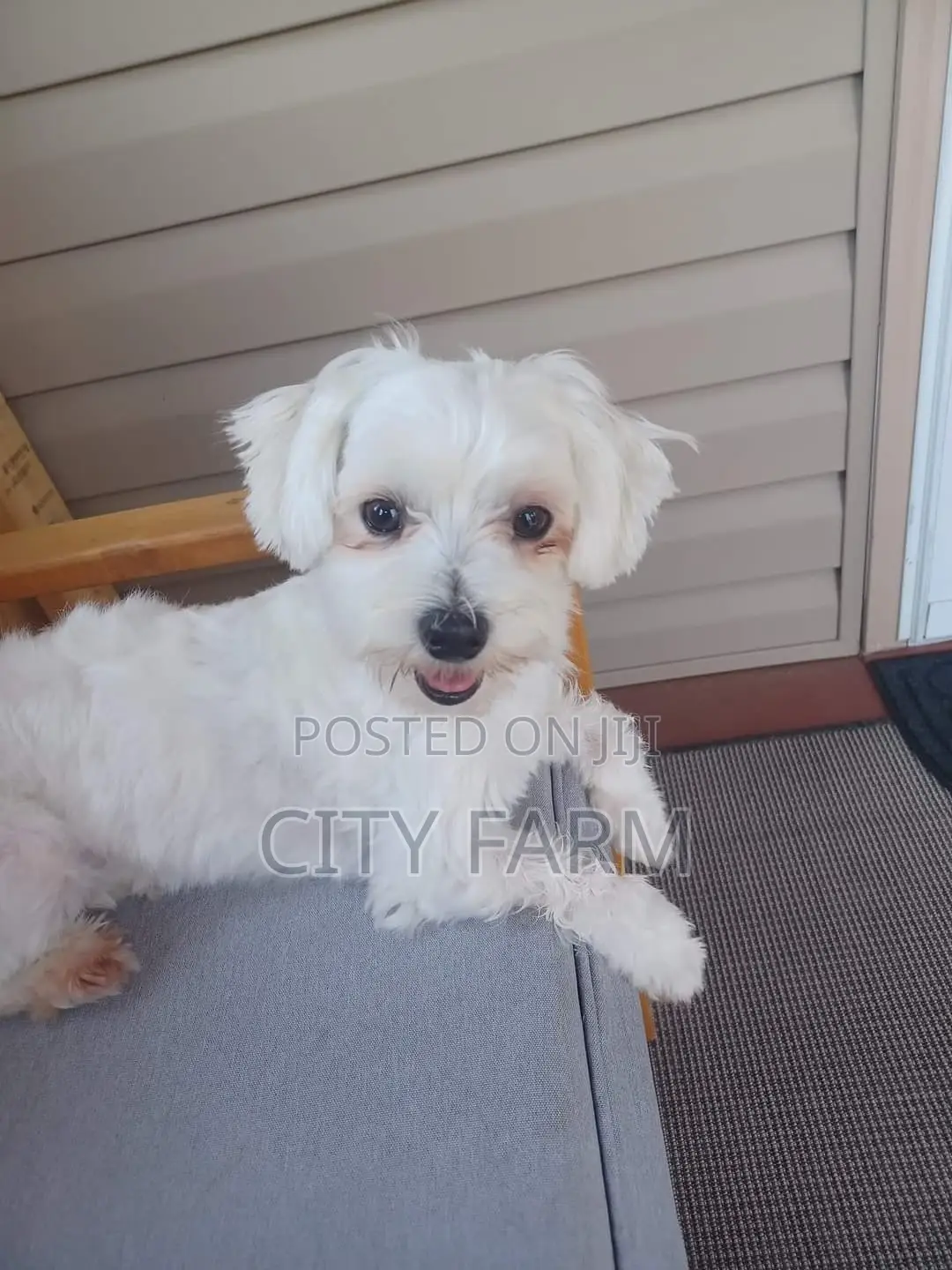1-3 months Male Purebred Poodle