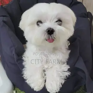 1-3 months Male Purebred Maltese