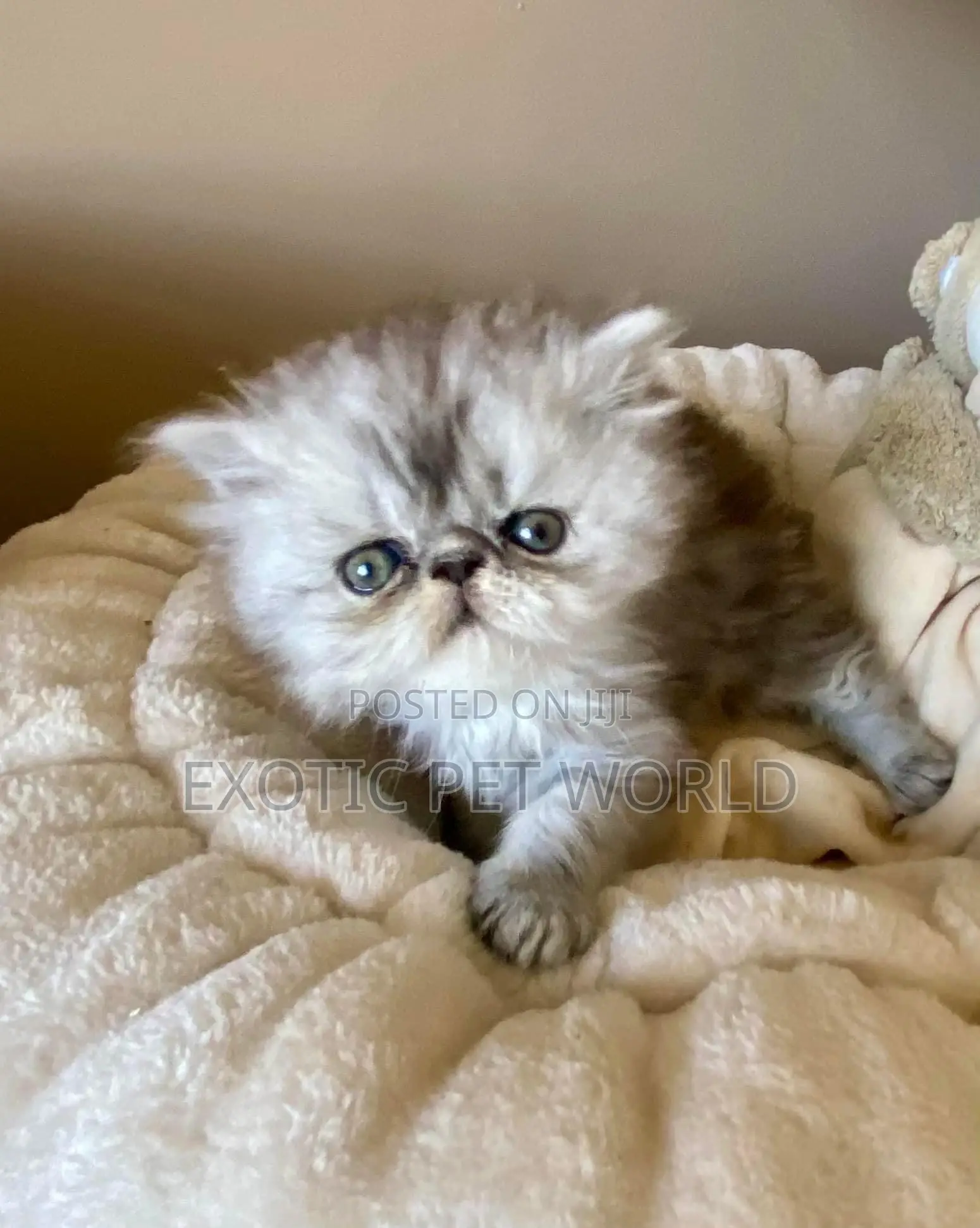 0-1 month Female Purebred Persian
