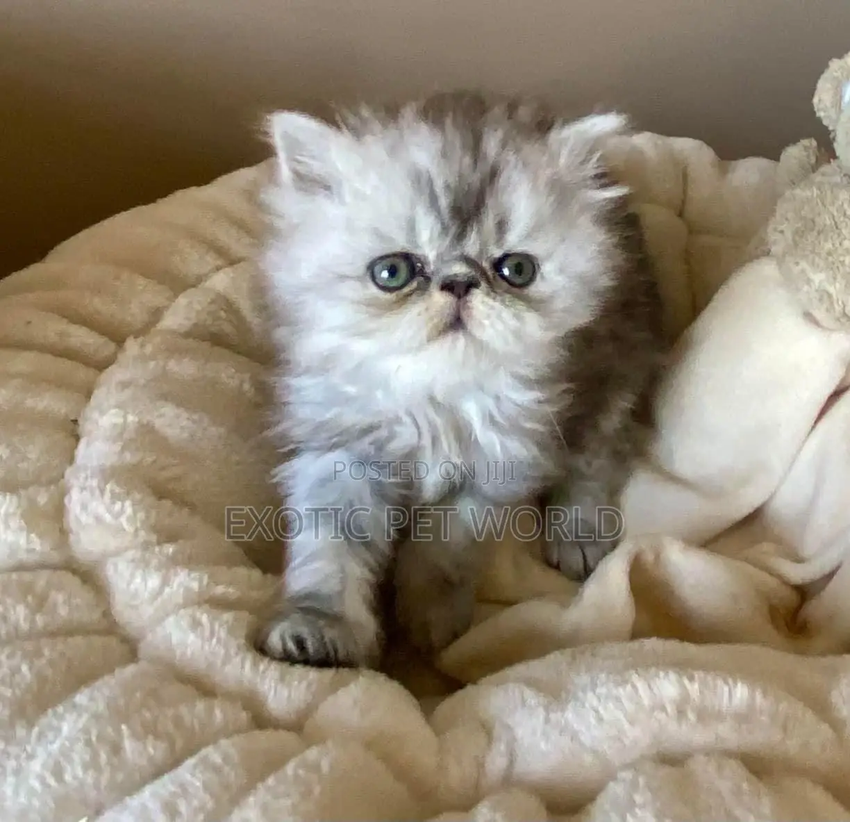 0-1 month Female Purebred Persian