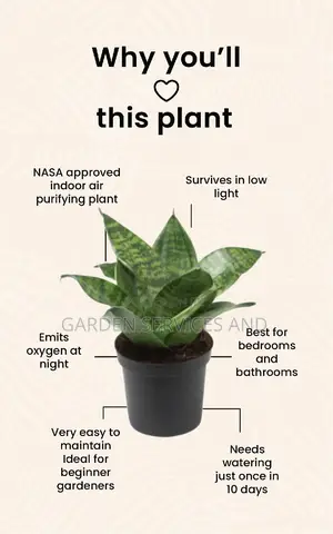 Dwarf Sansevieria for Sale