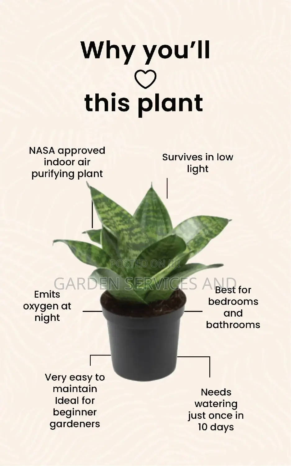 Dwarf Sansevieria for Sale