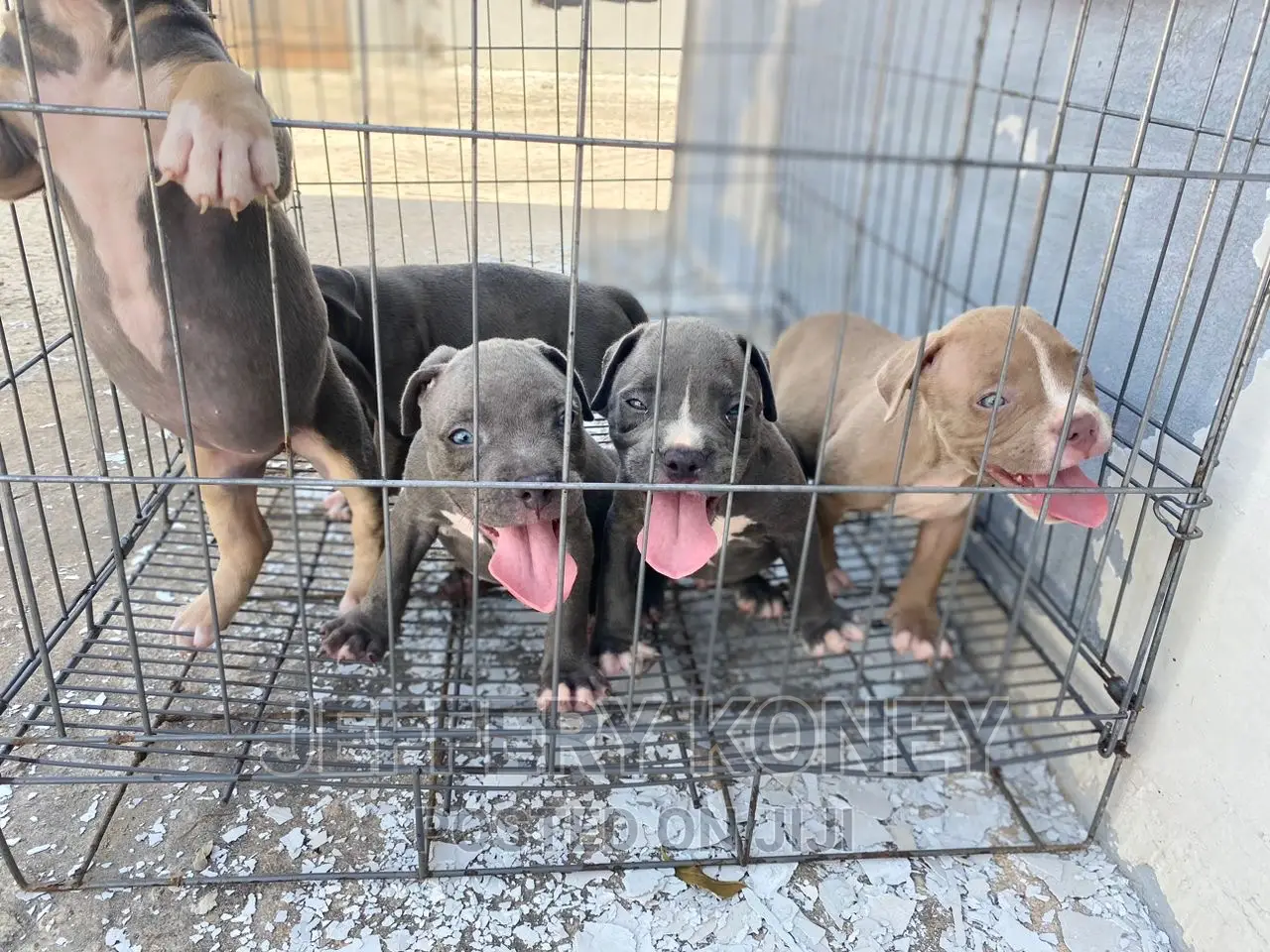 1-3 months Male Purebred American Bully