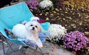 1-3 months Male Purebred Poodle