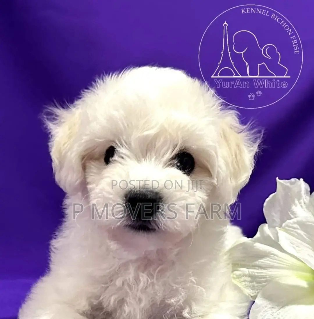 1-3 months Female Purebred Poodle